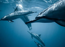 体育官网-小小阳元坦拿下十分钟暴君，ES殊死一搏DRG超前发育打出一换五团灭对手